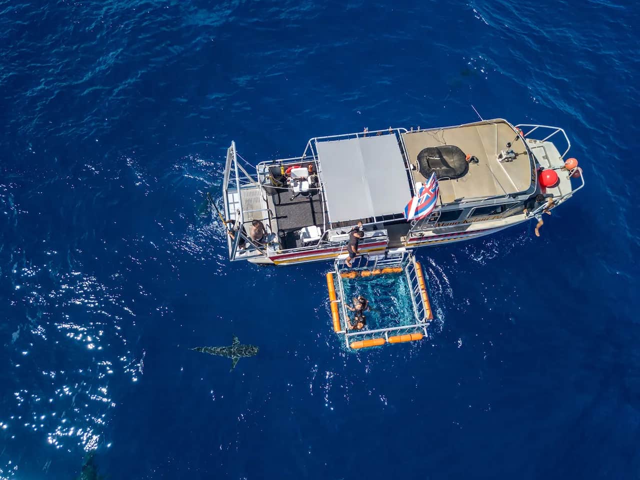 Shark Tours