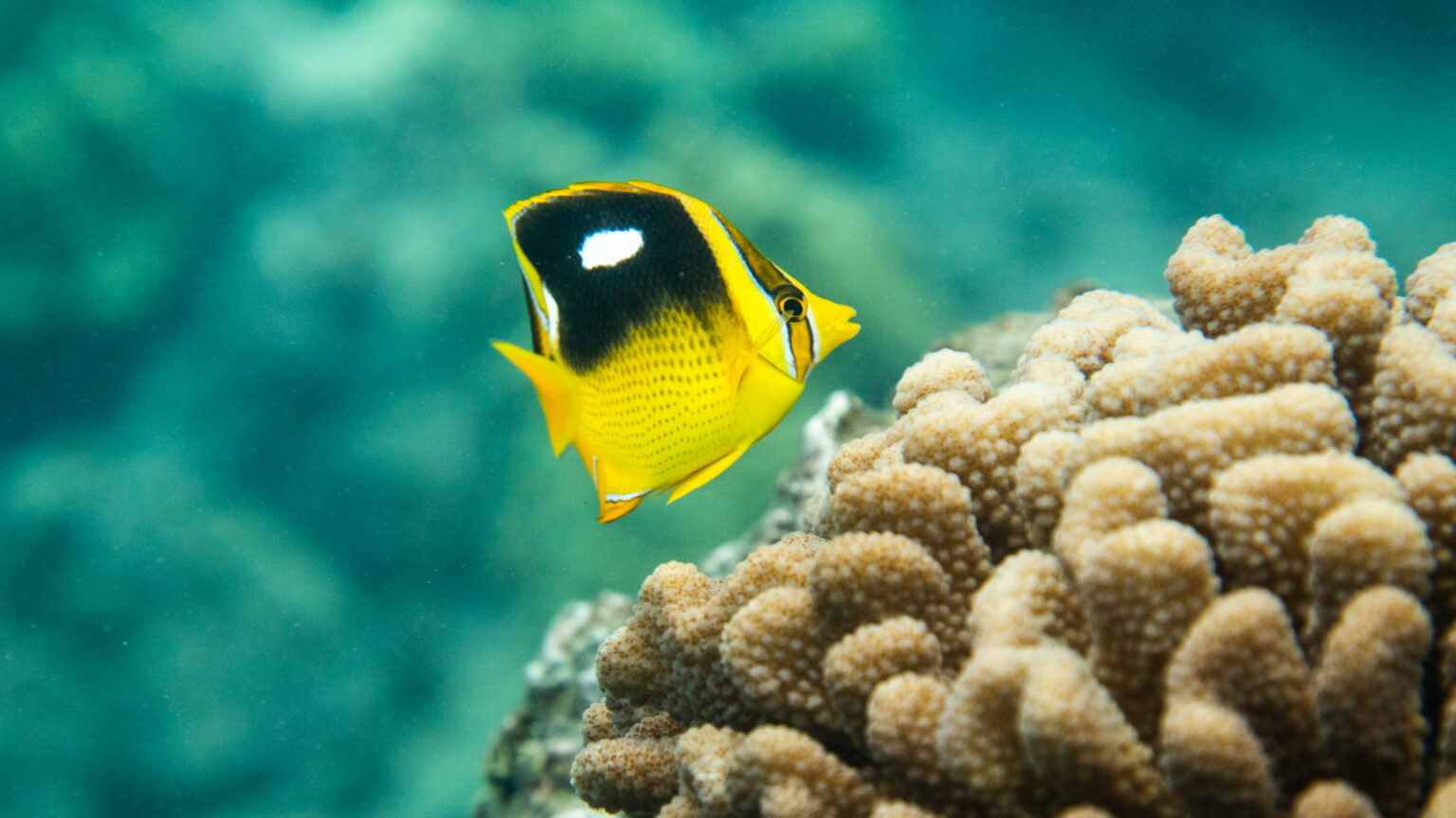 Hawaii ocean fish